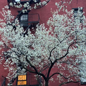 Covid-19 NYC blooming cherry tree above Pete's Tavern