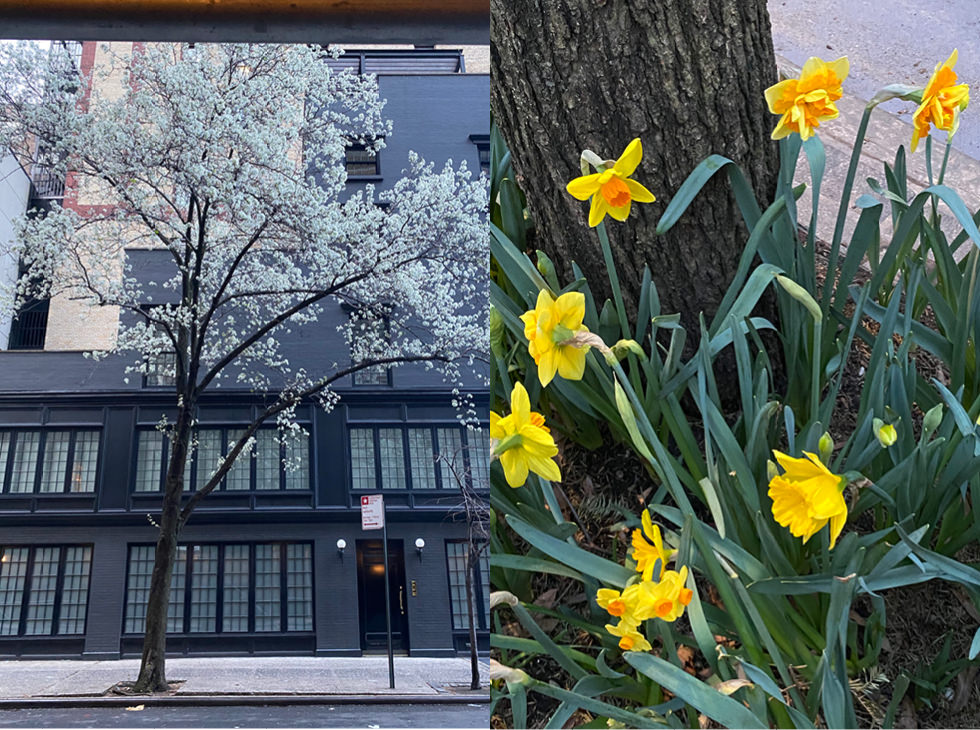 spring hits Gramercy Park, Covid-19 NYC